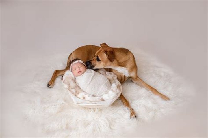 Can a newborn be around a dog?