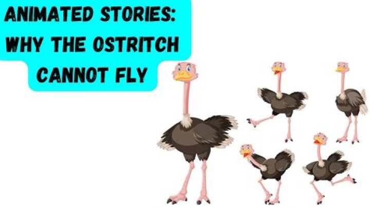 Can a ostrich fly?