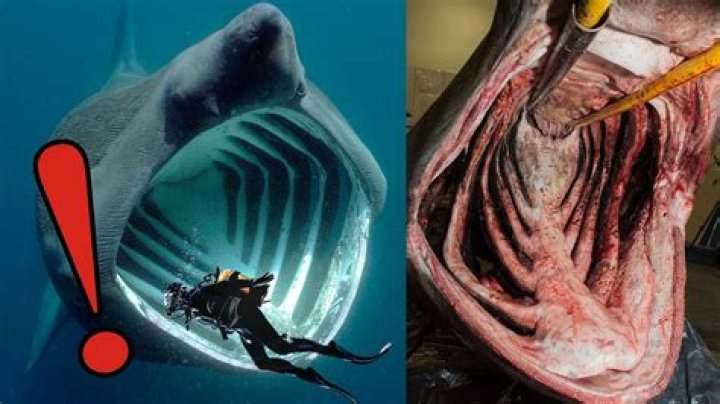 Can a shark swallow a human?