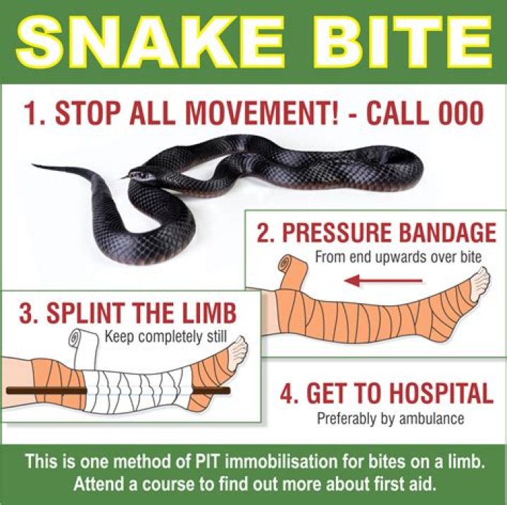 Can a snake bite through long pants?