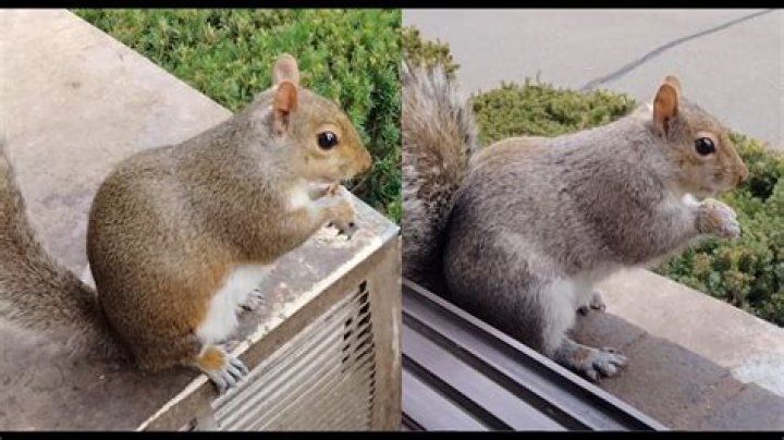 Can a squirrel be housebroken?