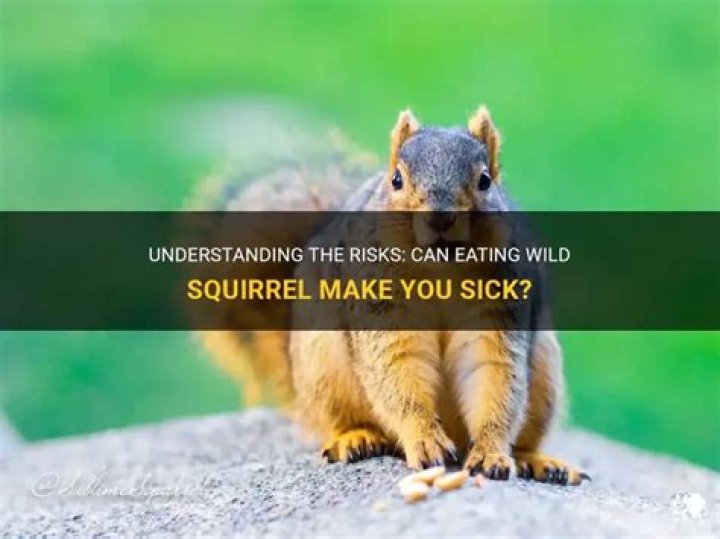 Can a squirrel make you sick?