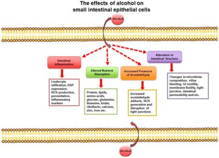 Can alcohol inflame intestines?
