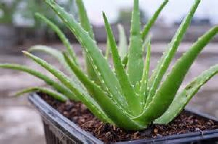 Can aloe vera whitens underarm?