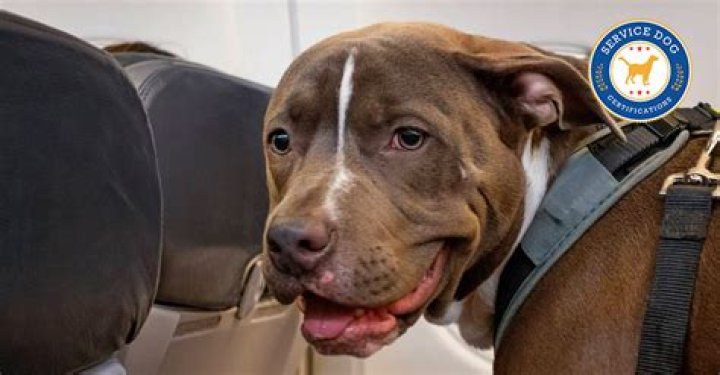 Can an emotional support dog sit on your lap on a plane?