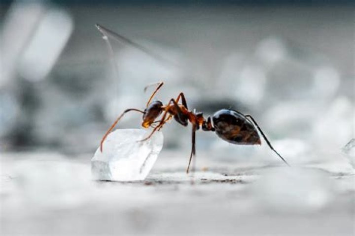 Can ants survive without a head?