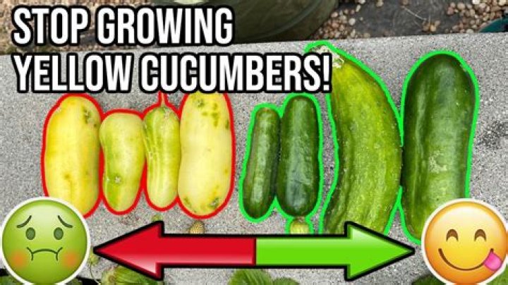 Can babies eat cucumbers?