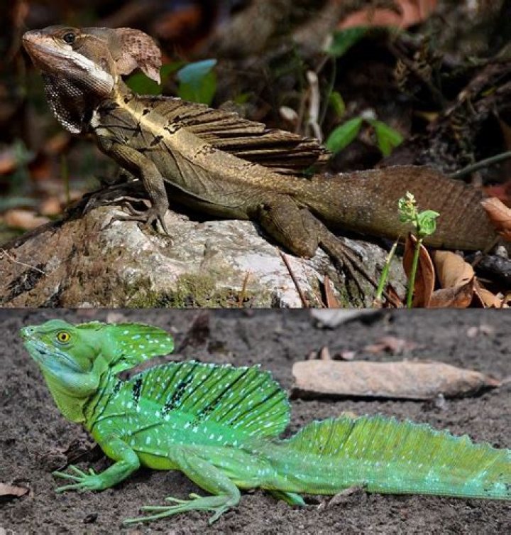 Can basilisks drop their tails?