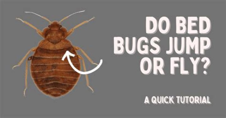 Can bed bugs jump?