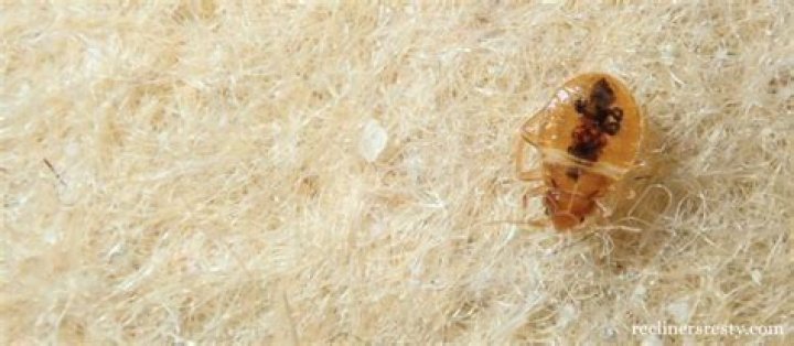 Can bed bugs live in recliners?