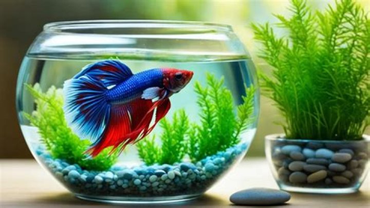 Can betta live in a bowl?