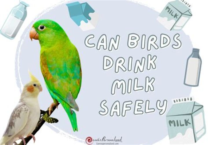 Can birds drink oat milk?