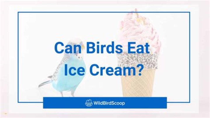 Can birds eat ice cream?