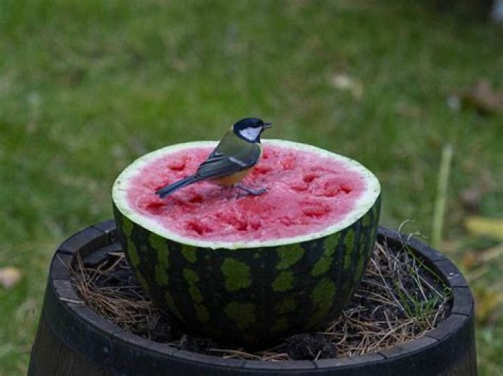 Can birds eat watermelon?