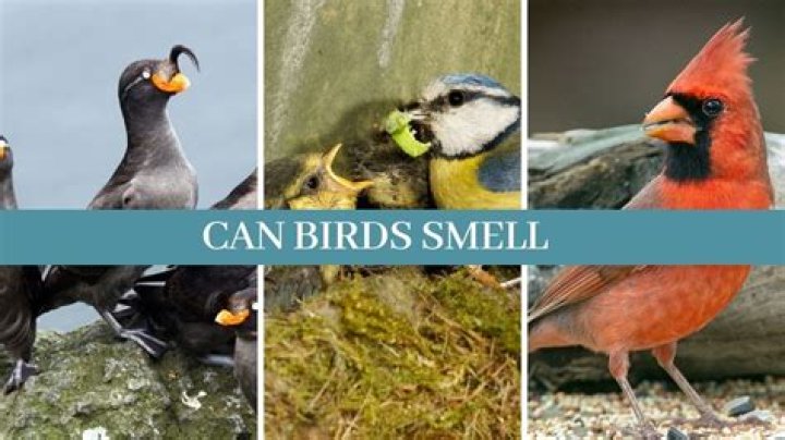 Can birds smell cinnamon?