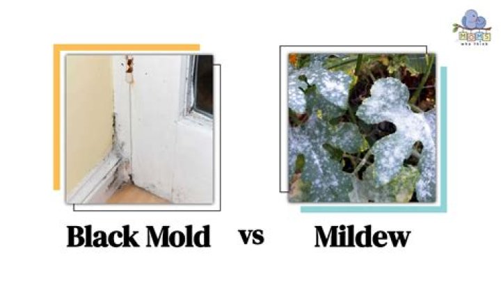 Can black mold be in water?