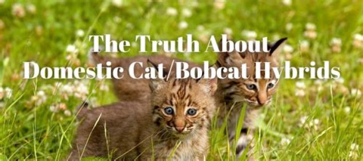 Can bobcats and lynx breed?