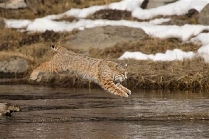 Can bobcats jump fences?