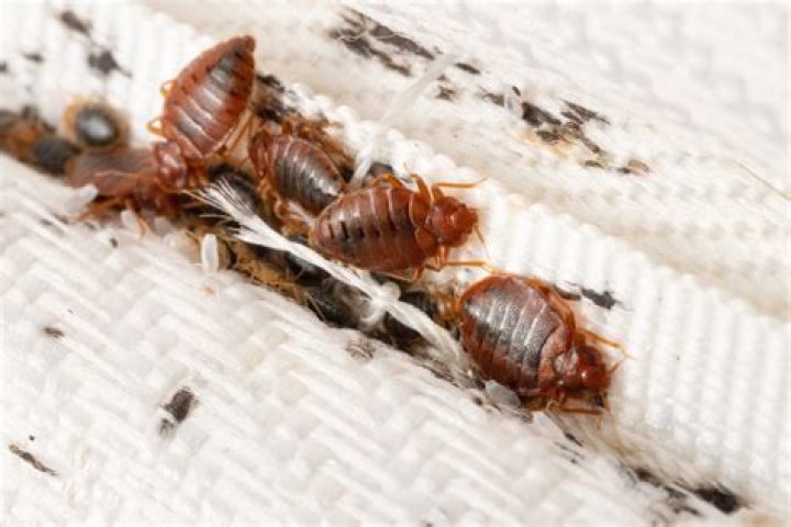 Can box springs have bed bugs?