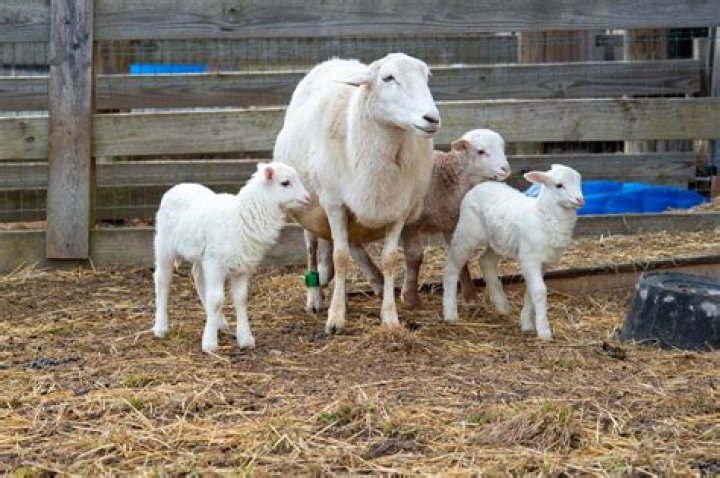 Can brother and sister sheep mate?