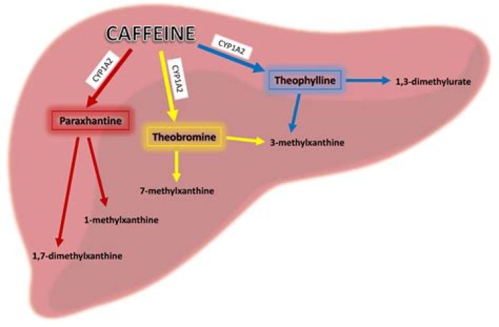 Can caffeine affect ketosis?