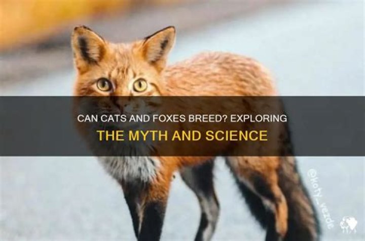 Can cats and foxes breed?