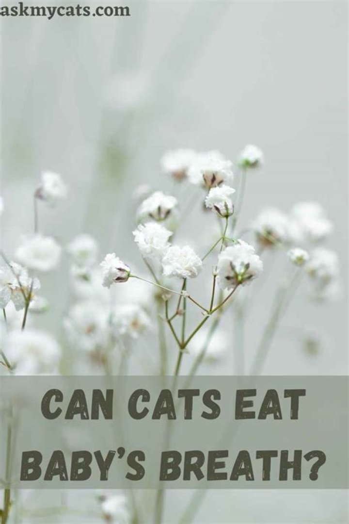 Can cats eat baby breath?