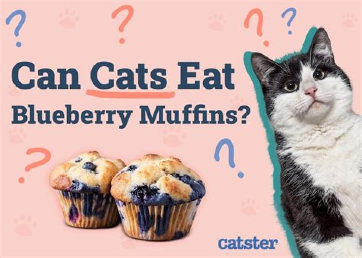 Can cats eat blueberry muffins?