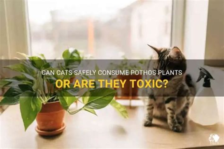 Can cats eat pothos?