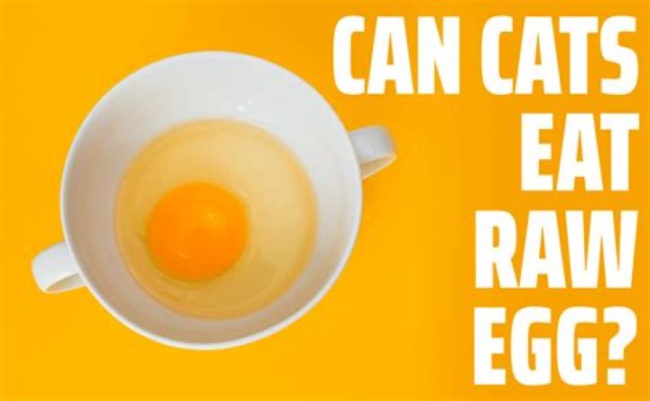 Can cats eat raw egg?