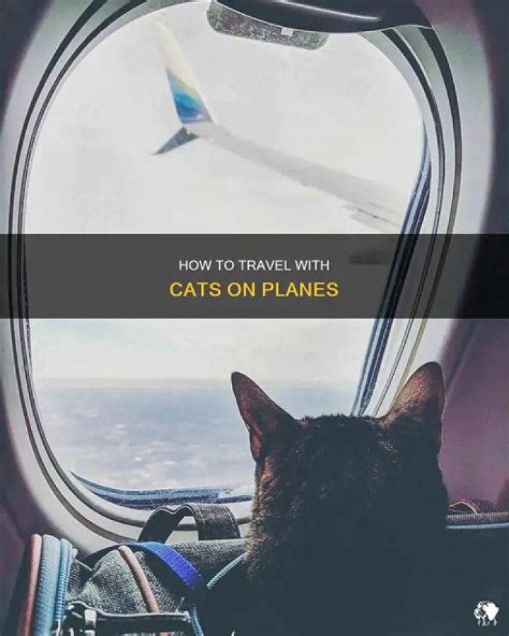 Can cats go on planes?