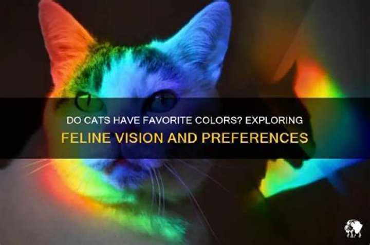 Can cats have a favorite color?