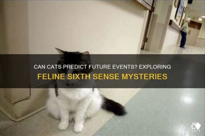 Can cats see the future?
