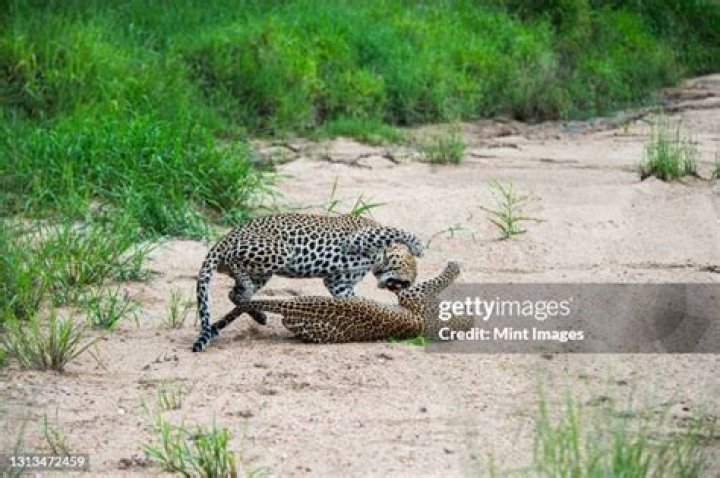 Can cheetahs mate with leopards?