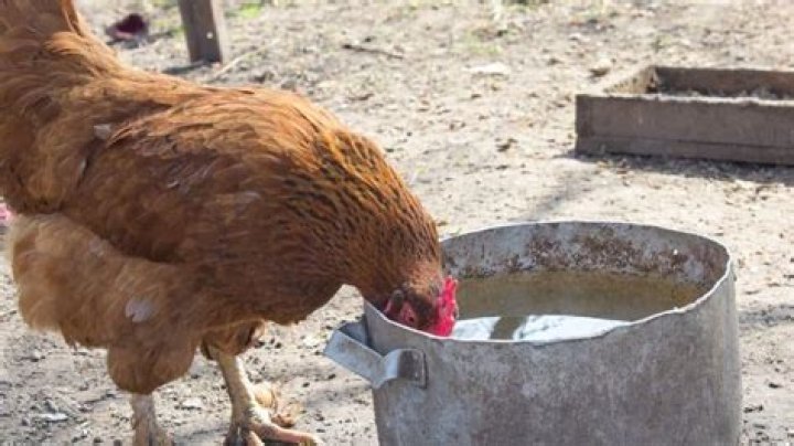 Can chickens drink cold water?