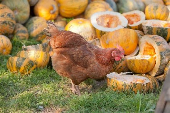 Can chickens eat a whole pumpkin?