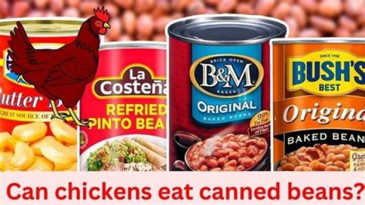 Can chickens eat canned beans?