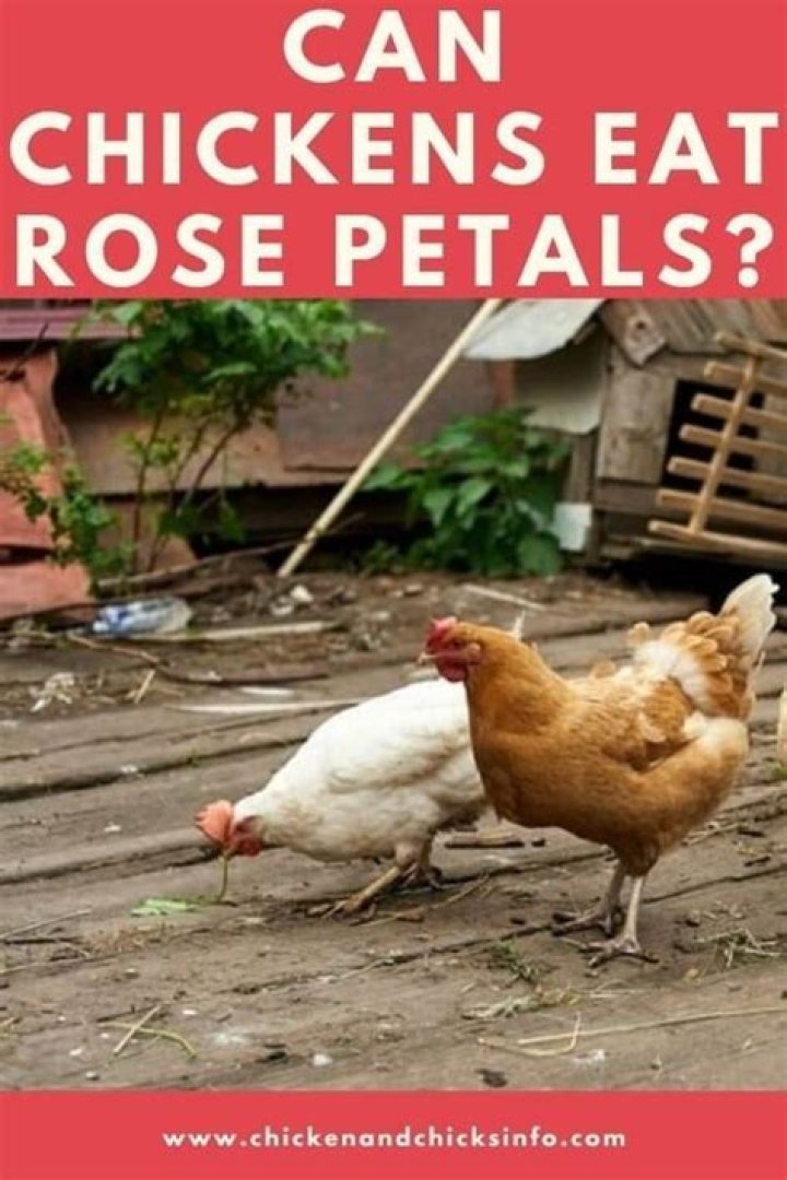 Can chickens eat rose petals?