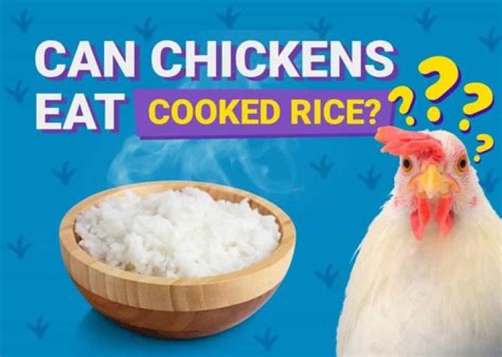 Can chickens eat uncooked rice?