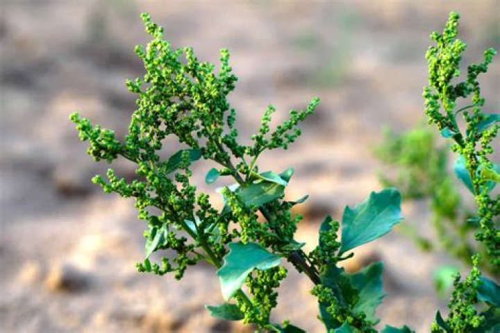 Can chickens eat weeds?