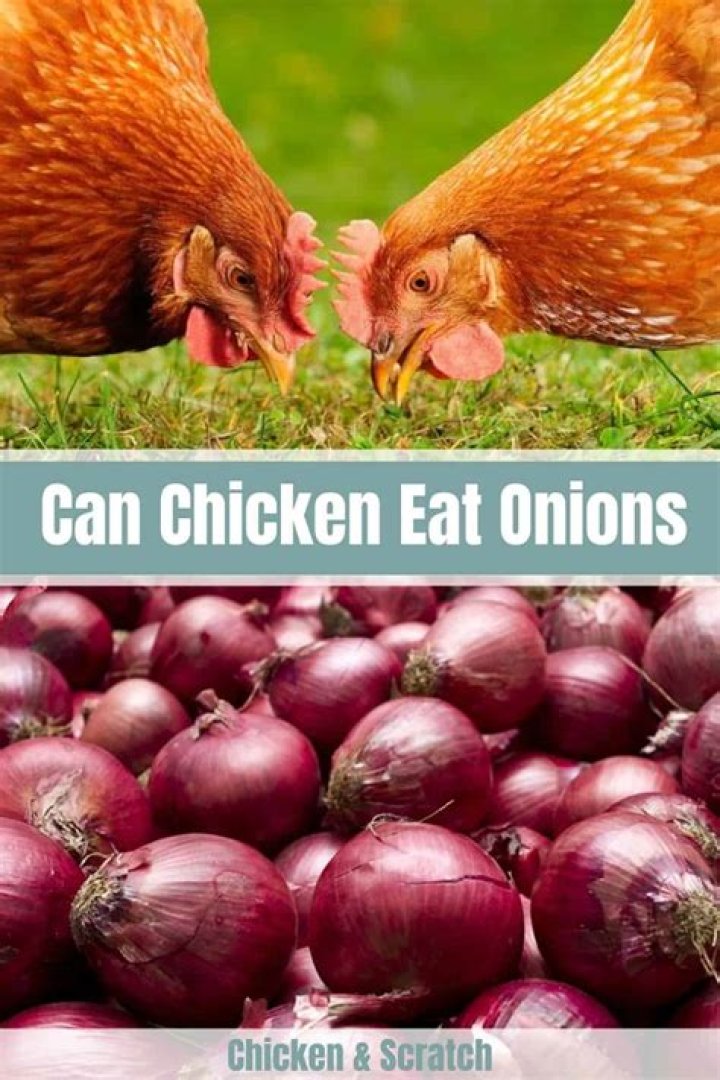 Can chickens have onions?