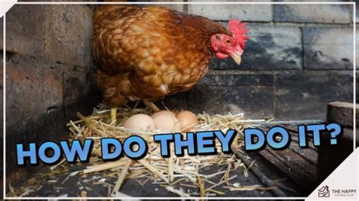 Can chickens starve themselves?