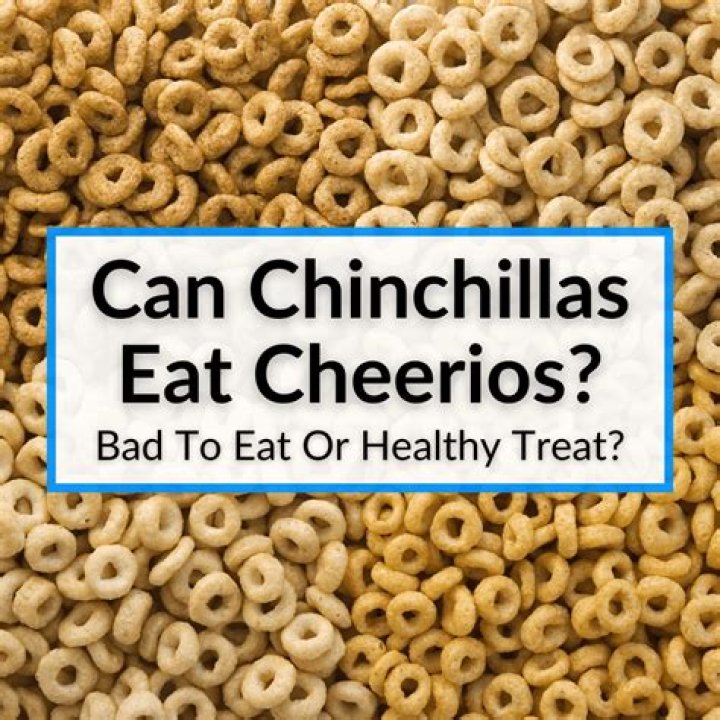 Can chinchillas eat cheerios?