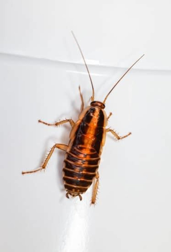 Can cockroach see in dark?