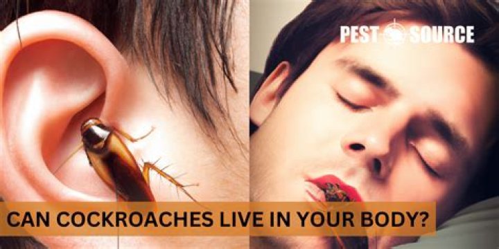 Can cockroaches live in your body?