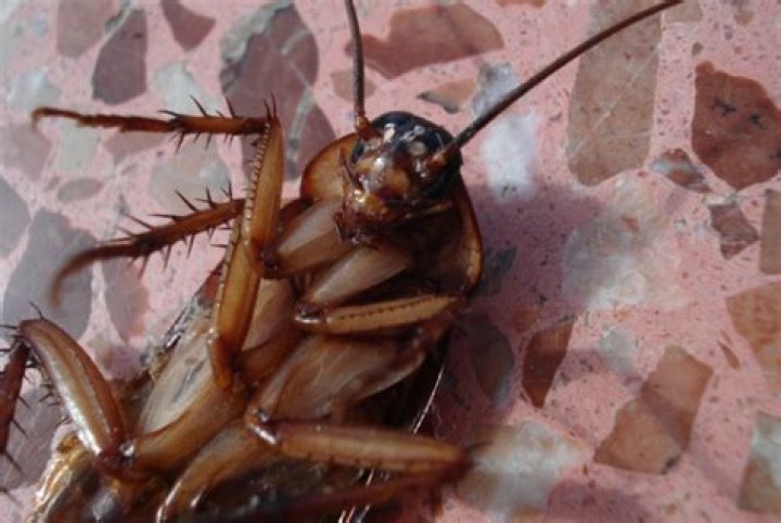 Can cockroaches live in your stomach?