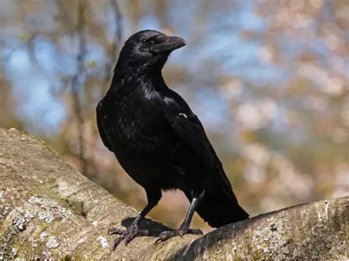 Can crows be pets?