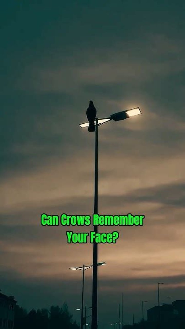Can crows remember your face?