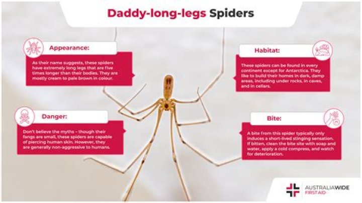 Can daddy long legs hurt cats?