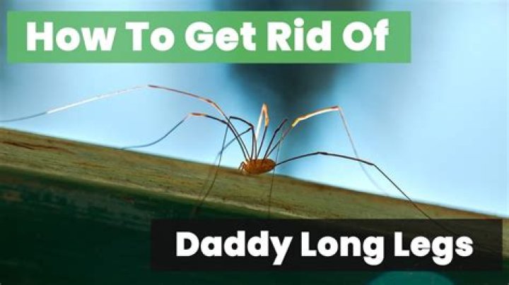 Can daddy long legs regrow legs?